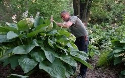 Empress Wu Giant Hosta Lily - 2 Gallon Pot -Shrub Plant Shop hosta lily empress wu 200
