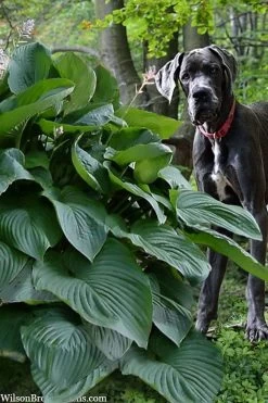 Empress Wu Giant Hosta Lily - 2 Gallon Pot -Shrub Plant Shop hosta lily empress wu 205