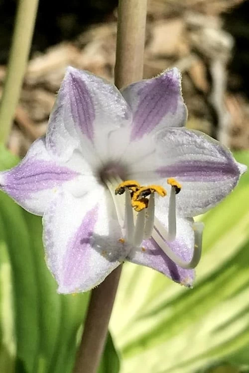 Lakeside Paisley Print Hosta Lily - 1 Gallon Pot 4 Lakeside Paisley Print Hosta Lily - 1 Gallon Pot - Image 4