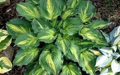 Lakeside Paisley Print Hosta Lily - 1 Gallon Pot 11 Lakeside Paisley Print Hosta Lily - 1 Gallon Pot -Shrub Plant Shop hosta lily paisley print 14