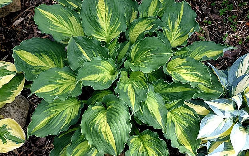 Lakeside Paisley Print Hosta Lily - 1 Gallon Pot 5 Lakeside Paisley Print Hosta Lily - 1 Gallon Pot - Image 5