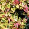 Chameleon Plant (Houttuynia Cordata) - 1 Gallon Pot