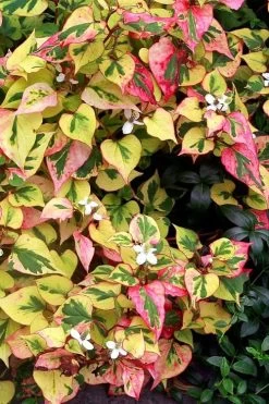 Chameleon Plant (Houttuynia Cordata) - 1 Gallon Pot