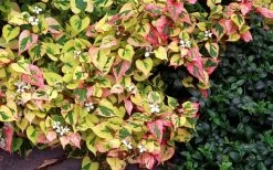 Chameleon Plant (Houttuynia Cordata) - 1 Gallon Pot -Shrub Plant Shop houttuynia cordata chameleon plant 3