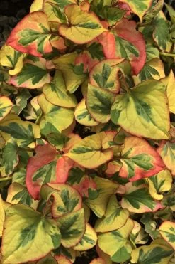 Chameleon Plant (Houttuynia Cordata) - 1 Gallon Pot -Shrub Plant Shop houttuynia cordata chameleon plant 4