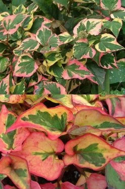 Chameleon Plant (Houttuynia Cordata) - 1 Gallon Pot -Shrub Plant Shop houttuynia cordata chameleon plant 6