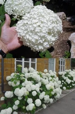 Annabelle Hydrangea - 3 Gallon Pot 16 Annabelle Hydrangea - 3 Gallon Pot -Shrub Plant Shop hydrangea annabelle 2 500x750 1