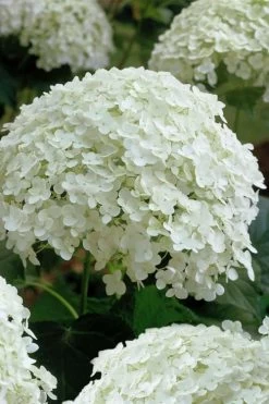 Annabelle Hydrangea - 3 Gallon Pot 17 Annabelle Hydrangea - 3 Gallon Pot -Shrub Plant Shop hydrangea arborescens annabelle 10
