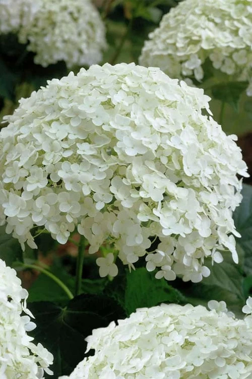Annabelle Hydrangea - 3 Gallon Pot 9 Annabelle Hydrangea - 3 Gallon Pot - Image 9