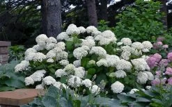 Annabelle Hydrangea - 3 Gallon Pot 15 Annabelle Hydrangea - 3 Gallon Pot -Shrub Plant Shop hydrangea arborescens annabelle 11