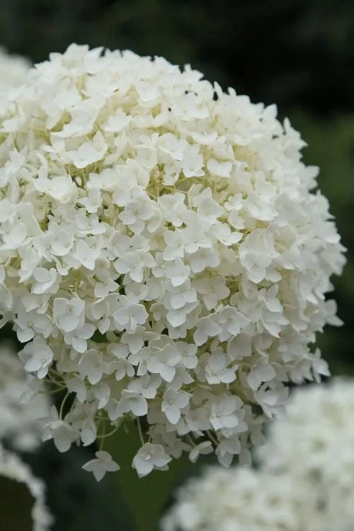 Annabelle Hydrangea - 3 Gallon Pot 6 Annabelle Hydrangea - 3 Gallon Pot - Image 6