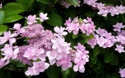 Izu No Hana Lacecap Hydrangea - 3 Gallon Pot -Shrub Plant Shop hydrangea macrophylla izu no ito 3
