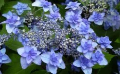 Izu No Hana Lacecap Hydrangea - 3 Gallon Pot -Shrub Plant Shop hydrangea macrophylla izu no ito 4