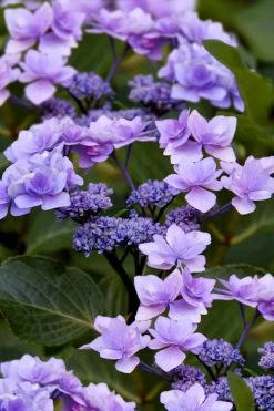 Izu No Hana Lacecap Hydrangea - 3 Gallon Pot -Shrub Plant Shop hydrangea macrophylla izu no ito 9
