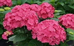 Let's Dance 'Big Band' Dwarf Hydrangea - 3 Gallon Pot 10 Let's Dance 'Big Band' Dwarf Hydrangea - 3 Gallon Pot -Shrub Plant Shop hydrangea macrophylla lets dance big band 1