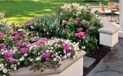 Let's Dance 'Big Band' Dwarf Hydrangea - 3 Gallon Pot 13 Let's Dance 'Big Band' Dwarf Hydrangea - 3 Gallon Pot -Shrub Plant Shop hydrangea macrophylla lets dance big band 3