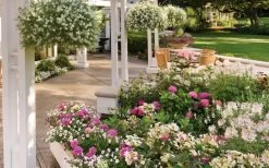 Let's Dance 'Big Band' Dwarf Hydrangea - 3 Gallon Pot 12 Let's Dance 'Big Band' Dwarf Hydrangea - 3 Gallon Pot -Shrub Plant Shop hydrangea macrophylla lets dance big band 4