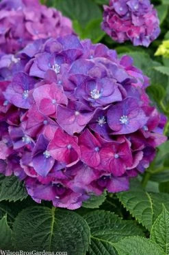 Let's Dance 'Big Band' Dwarf Hydrangea - 3 Gallon Pot 11 Let's Dance 'Big Band' Dwarf Hydrangea - 3 Gallon Pot -Shrub Plant Shop hydrangea macrophylla lets dance big band 5