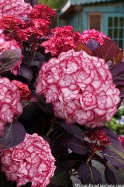 Miss Saori Hydrangea - 1 Gallon Pot -Shrub Plant Shop hydrangea macrophylla miss saori 15