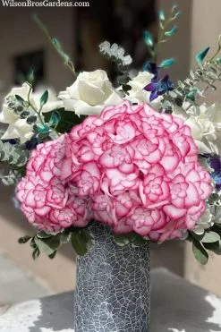 Miss Saori Hydrangea - 1 Gallon Pot -Shrub Plant Shop hydrangea macrophylla miss saori 20