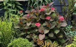 Miss Saori Hydrangea - 1 Gallon Pot -Shrub Plant Shop hydrangea macrophylla miss saori 9