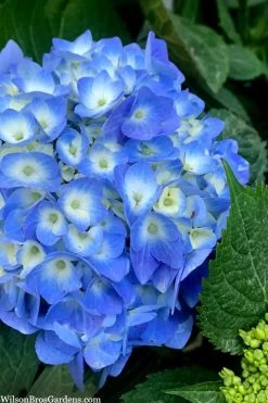 Nantucket Blue Hydrangea - 3 Gallon Pot