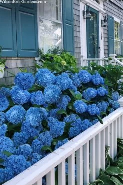 Nantucket Blue Hydrangea - 3 Gallon Pot -Shrub Plant Shop hydrangea macrophylla nantucket 2