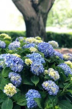 Nantucket Blue Hydrangea - 3 Gallon Pot -Shrub Plant Shop hydrangea macrophylla nantucket 3