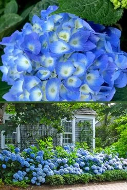 Nantucket Blue Hydrangea - 3 Gallon Pot -Shrub Plant Shop hydrangea macrophylla nantucket 4