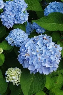 Mini Penny Hydrangea - 1 Gallon Pot -Shrub Plant Shop hydrangea mini penny 500x750202 1