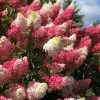 Berry White Panicle Hydrangea - 3 Gallon Pot
