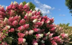 Berry White Panicle Hydrangea - 3 Gallon Pot -Shrub Plant Shop hydrangea paniculata berry white 4