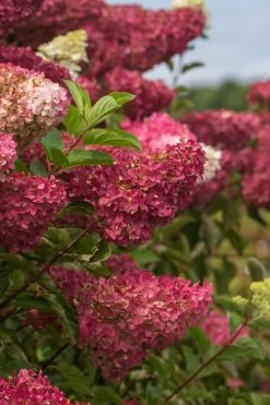Berry White Panicle Hydrangea - 3 Gallon Pot -Shrub Plant Shop hydrangea paniculata berry white 5