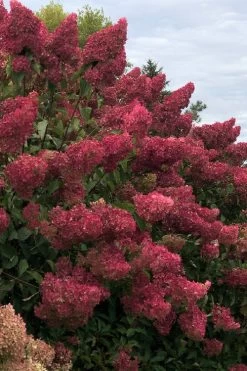 Berry White Panicle Hydrangea - 3 Gallon Pot -Shrub Plant Shop hydrangea paniculata berry white 7