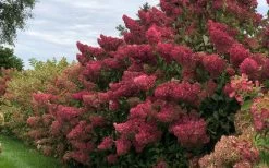 Berry White Panicle Hydrangea - 3 Gallon Pot -Shrub Plant Shop hydrangea paniculata berry white 8