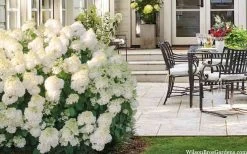 Little Hottie Hydrangea - 3 Gallon Pot 12 Little Hottie Hydrangea - 3 Gallon Pot -Shrub Plant Shop hydrangea paniculata little hottie 5