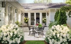 Little Hottie Hydrangea - 3 Gallon Pot 11 Little Hottie Hydrangea - 3 Gallon Pot -Shrub Plant Shop hydrangea paniculata little hottie 7