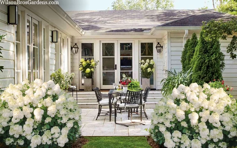 Little Hottie Hydrangea - 3 Gallon Pot 5 Little Hottie Hydrangea - 3 Gallon Pot - Image 5