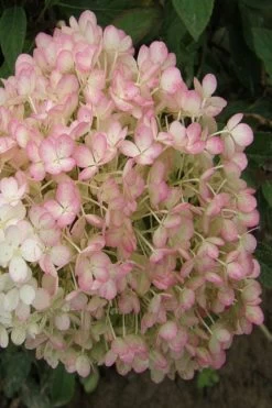 Little Hottie Hydrangea - 3 Gallon Pot 13 Little Hottie Hydrangea - 3 Gallon Pot -Shrub Plant Shop hydrangea paniculata little hottie 9
