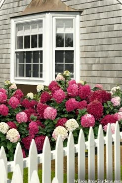 Little Lime Punch Hydrangea - 3 Gallon Pot -Shrub Plant Shop hydrangea paniculata little lime punch 2