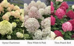 Little Lime Punch Hydrangea - 3 Gallon Pot -Shrub Plant Shop hydrangea paniculata little lime punch 3