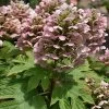 Queen Of Hearts Oakleaf Hydrangea - 3 Gallon Pot