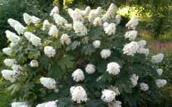 Queen Of Hearts Oakleaf Hydrangea - 3 Gallon Pot -Shrub Plant Shop hydrangea quercifolia queen of hearts 4
