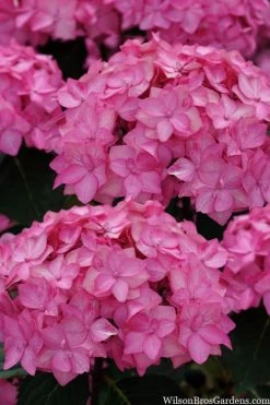 Let's Dance 'Can Do' Hydrangea - 3 Gallon Pot -Shrub Plant Shop hydrangea serrata lets dance can do 2