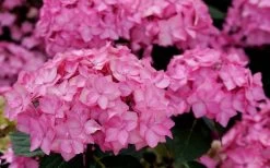 Let's Dance 'Can Do' Hydrangea - 3 Gallon Pot -Shrub Plant Shop hydrangea serrata lets dance can do 3