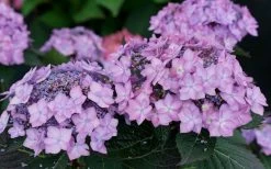 Let's Dance 'Can Do' Hydrangea - 3 Gallon Pot -Shrub Plant Shop hydrangea serrata lets dance can do 7