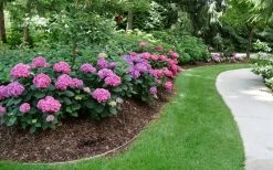 Let's Dance 'Can Do' Hydrangea - 3 Gallon Pot -Shrub Plant Shop hydrangea serrata lets dance can do 8
