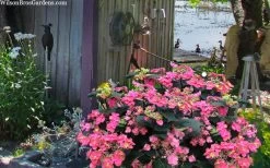 Tuff Stuff Red Mountain Hydrangea - 3 Gallon Pot -Shrub Plant Shop hydrangea serrata tuff stuff red mountain 4