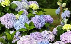 Dear Dolores Hydrangea - 1 Gallon Pot -Shrub Plant Shop hydrangea20dear20delores