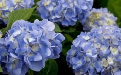Dear Dolores Hydrangea - 3 Gallon Pot 11 Dear Dolores Hydrangea - 3 Gallon Pot -Shrub Plant Shop hydrangea20dear20delores202 1